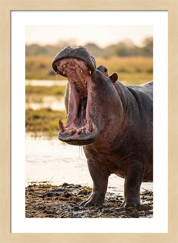 Yawning Majesty Of The Hippo
