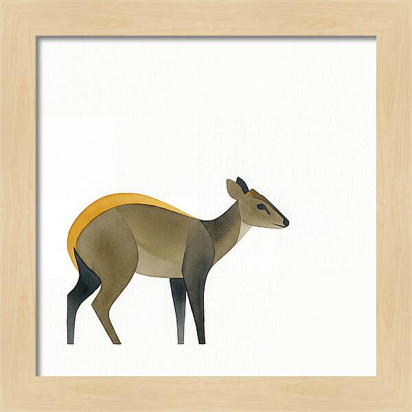 Yellow Backed Duiker Illustration