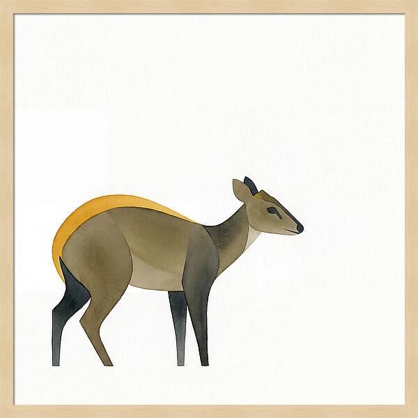 Yellow Backed Duiker Illustration