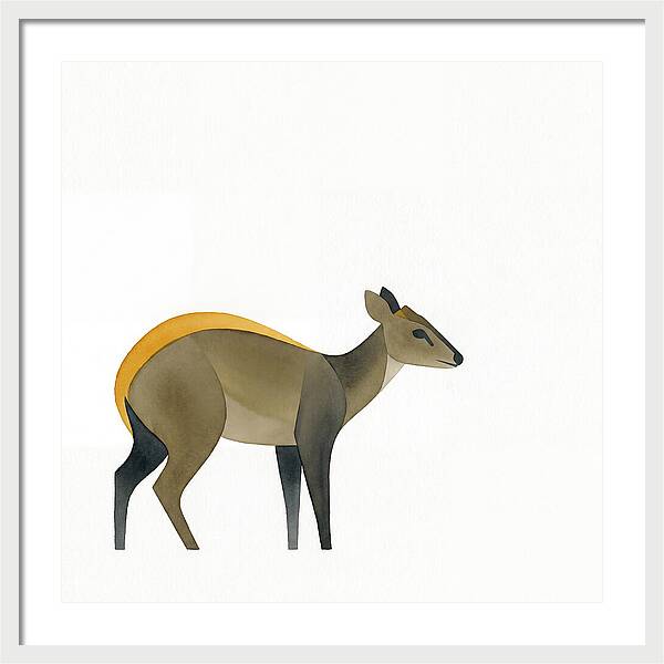 Yellow Backed Duiker Illustration