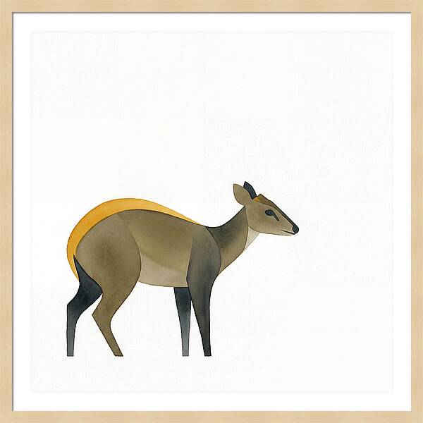 Yellow Backed Duiker Illustration