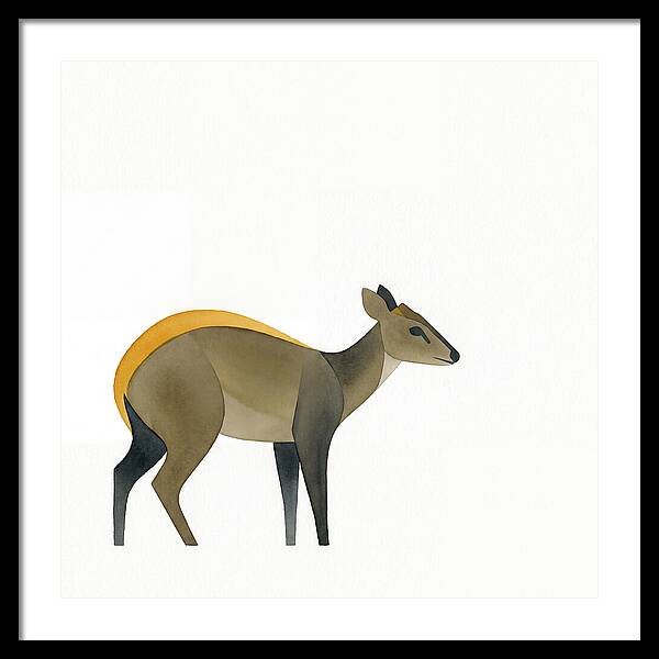 Yellow Backed Duiker Illustration