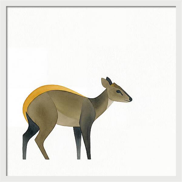 Yellow Backed Duiker Illustration
