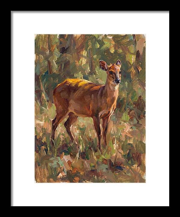 Yellow Backed Duiker In Nature