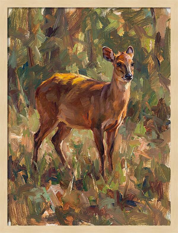 Yellow Backed Duiker In Nature