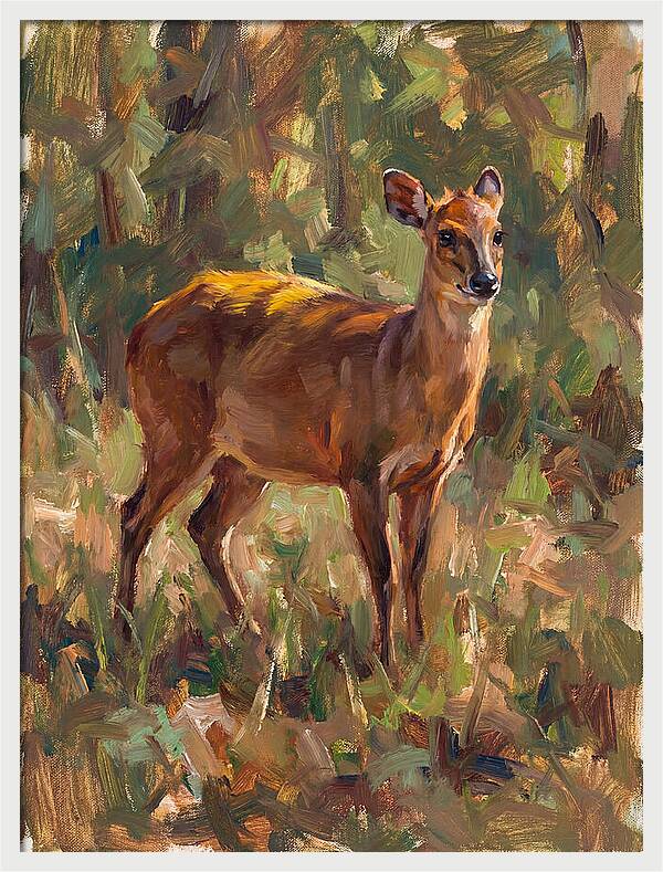 Yellow Backed Duiker In Nature
