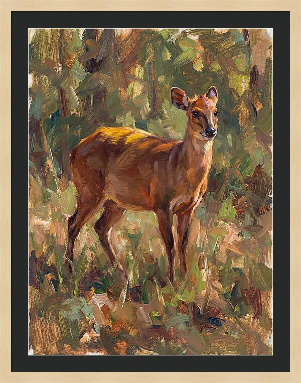 Yellow Backed Duiker In Nature