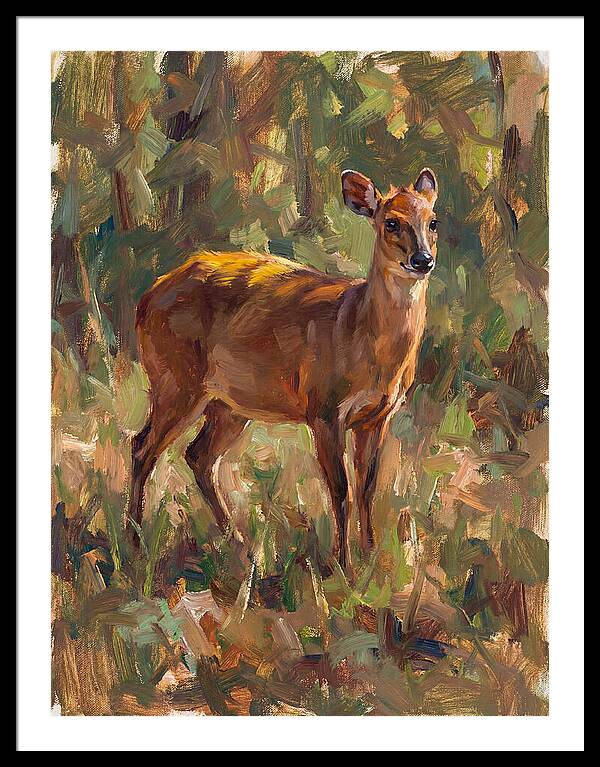 Yellow Backed Duiker In Nature