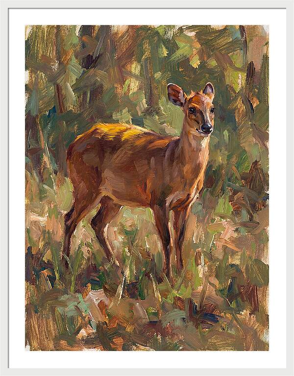 Yellow Backed Duiker In Nature