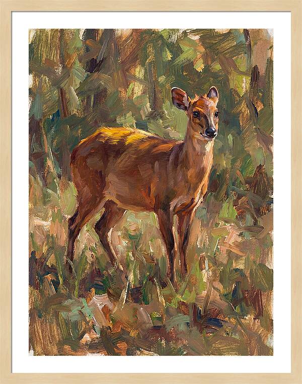 Yellow Backed Duiker In Nature