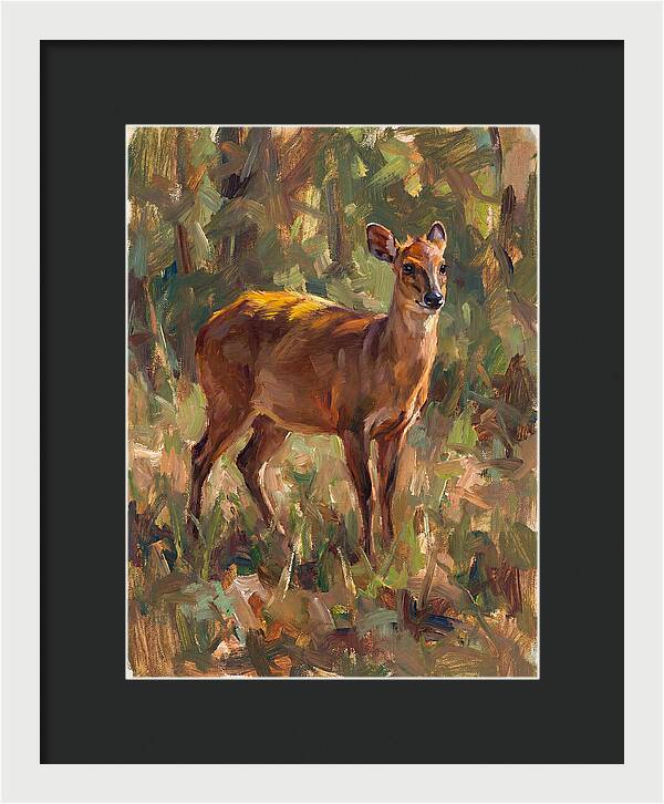 Yellow Backed Duiker In Nature