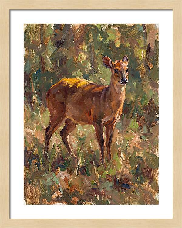 Yellow Backed Duiker In Nature