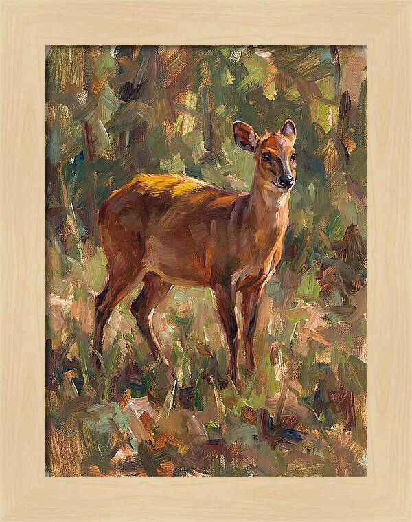 Yellow Backed Duiker In Nature