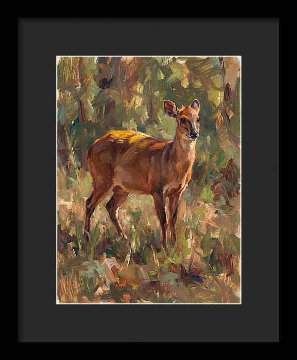 Yellow Backed Duiker In Nature