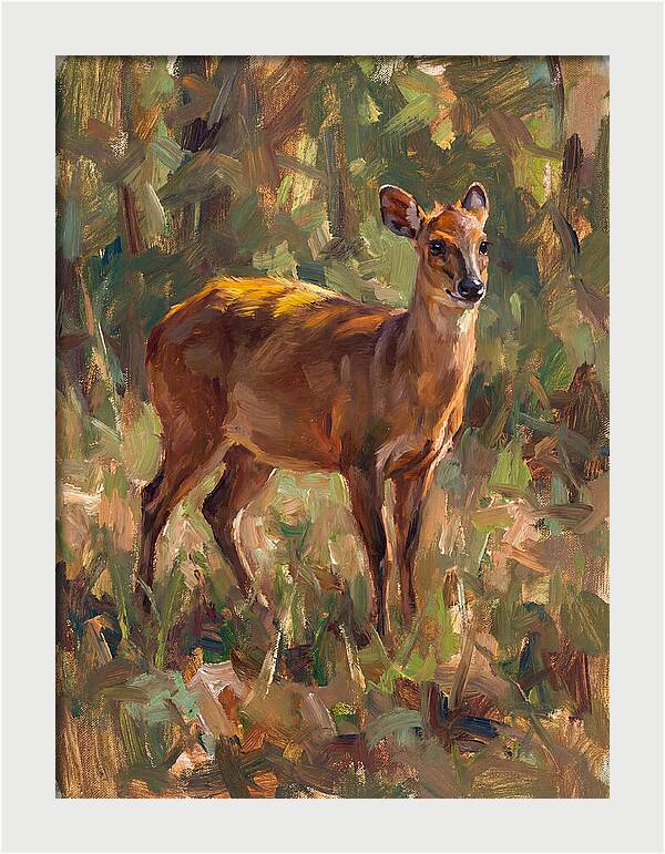 Yellow Backed Duiker In Nature