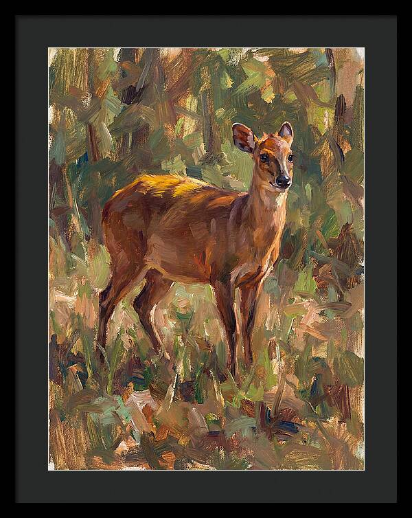 Yellow Backed Duiker In Nature