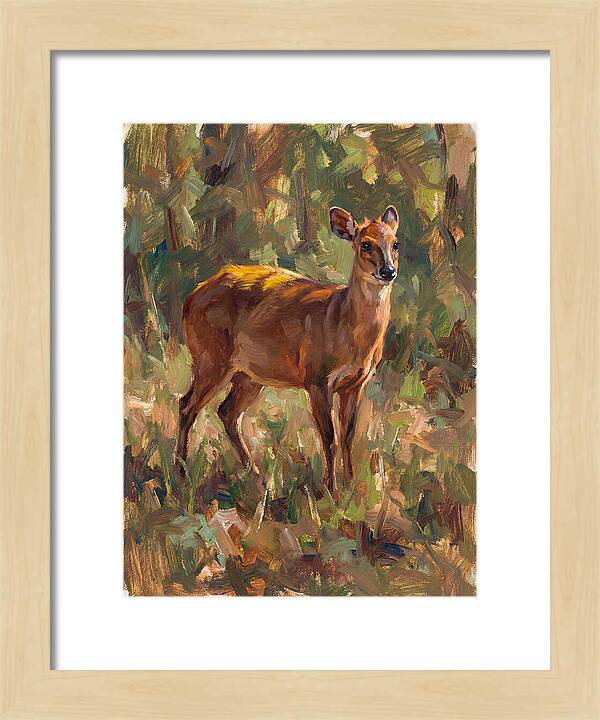 Yellow Backed Duiker In Nature