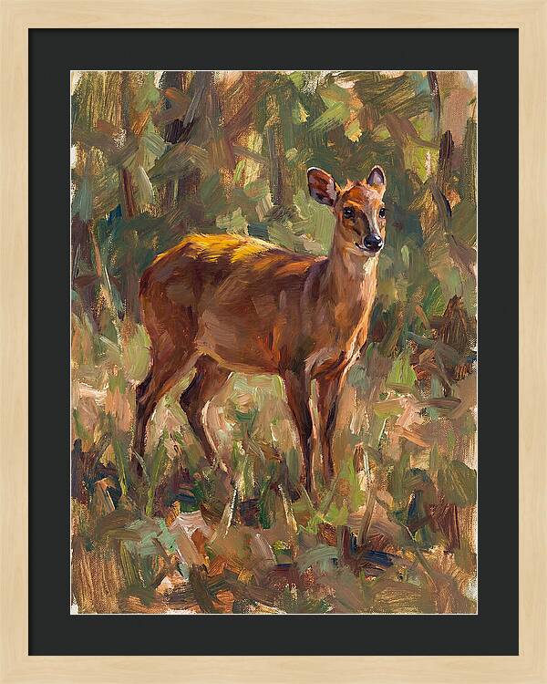 Yellow Backed Duiker In Nature