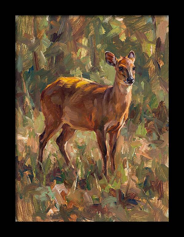 Yellow Backed Duiker In Nature