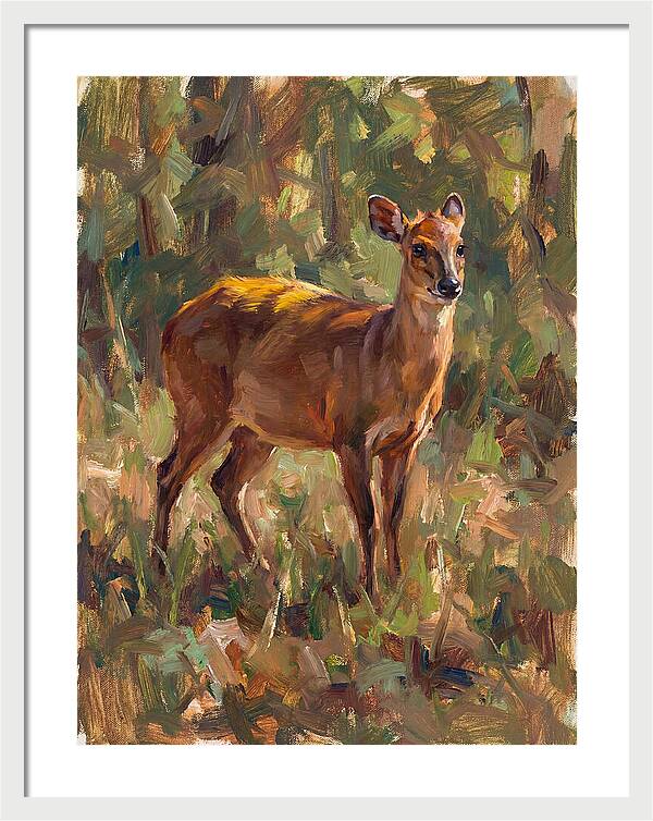 Yellow Backed Duiker In Nature
