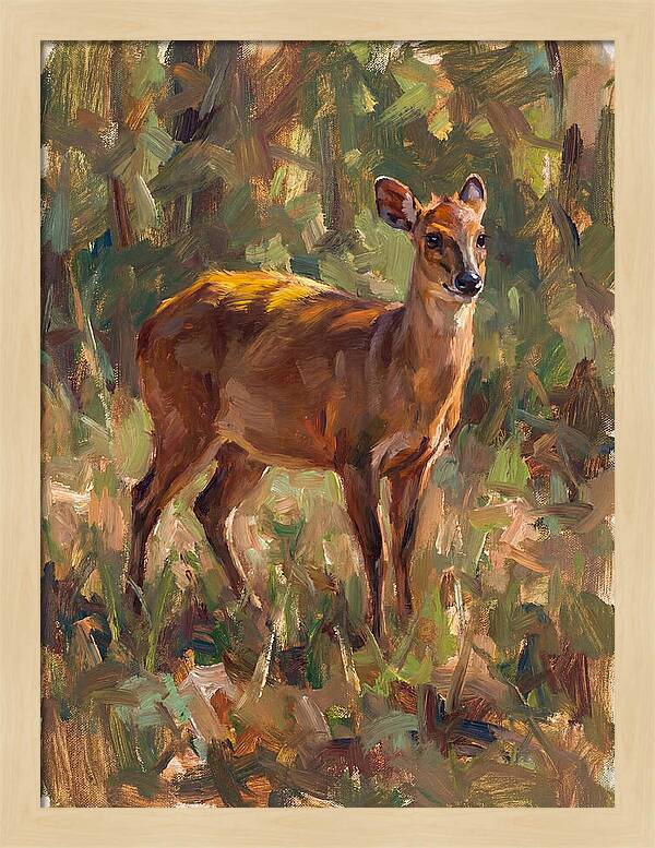Yellow Backed Duiker In Nature