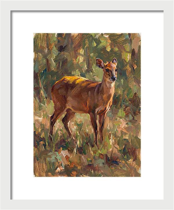 Yellow Backed Duiker In Nature