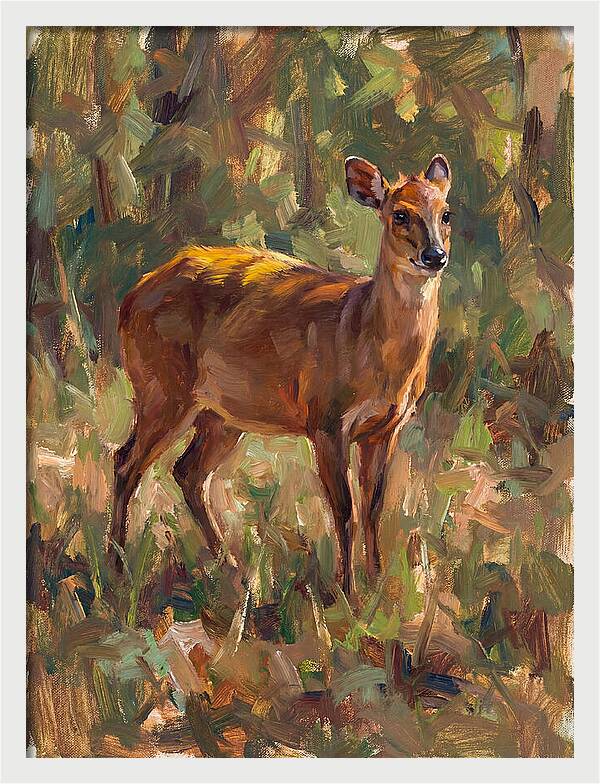Yellow Backed Duiker In Nature