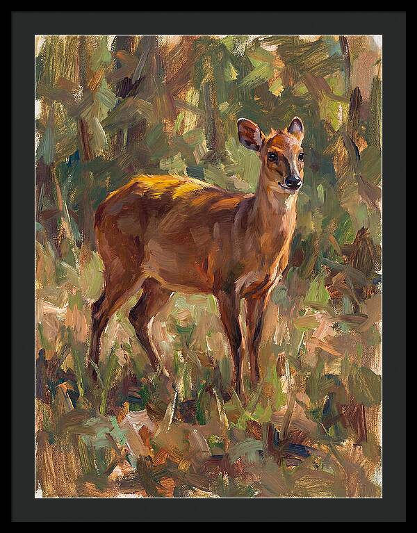 Yellow Backed Duiker In Nature