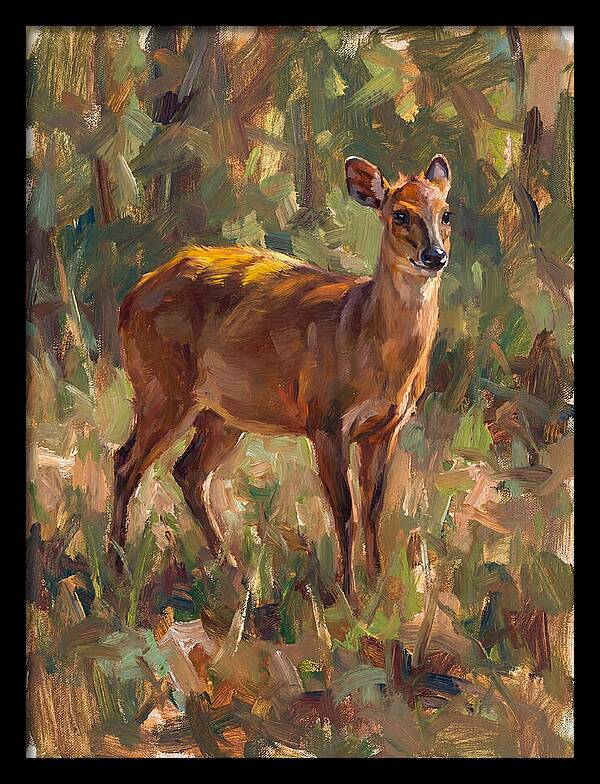 Yellow Backed Duiker In Nature