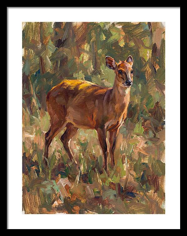 Yellow Backed Duiker In Nature