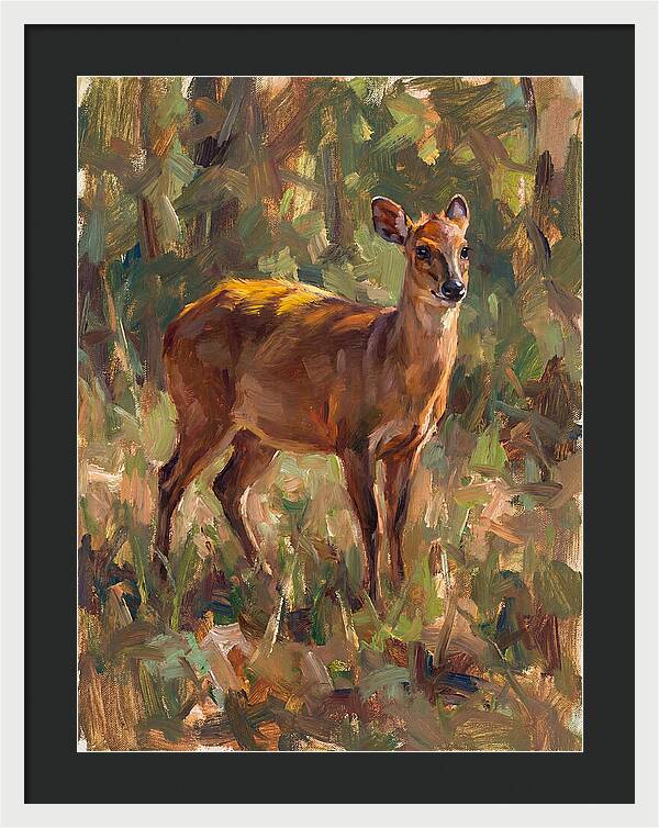 Yellow Backed Duiker In Nature