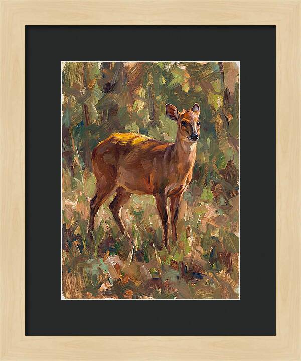 Yellow Backed Duiker In Nature