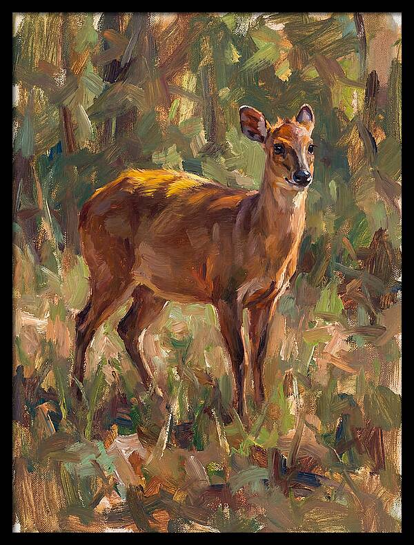 Yellow Backed Duiker In Nature