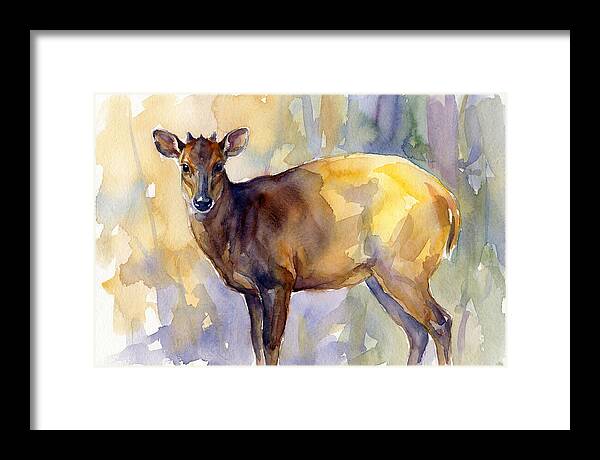 Yellow Backed Duiker Watercolor