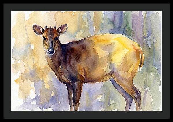 Yellow Backed Duiker Watercolor