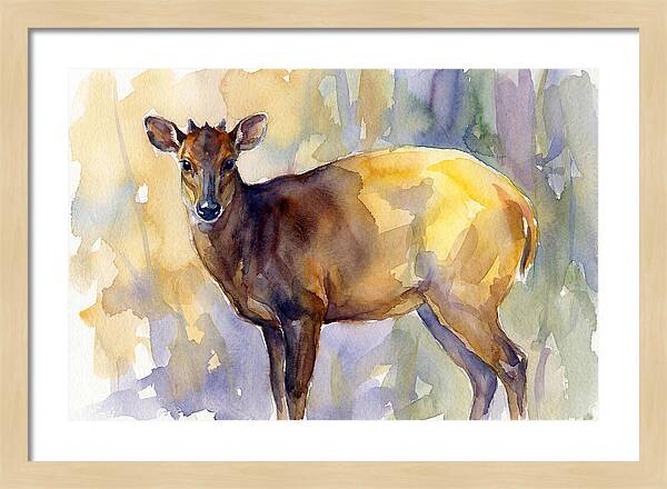 Yellow Backed Duiker Watercolor
