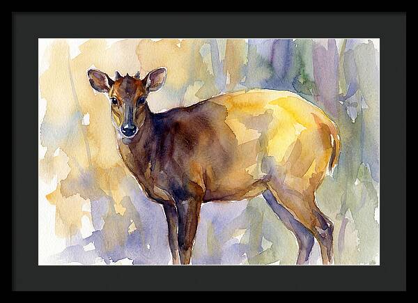 Yellow Backed Duiker Watercolor