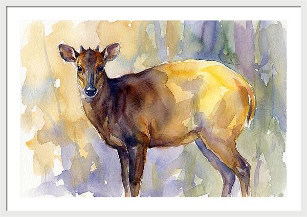 Yellow Backed Duiker Watercolor