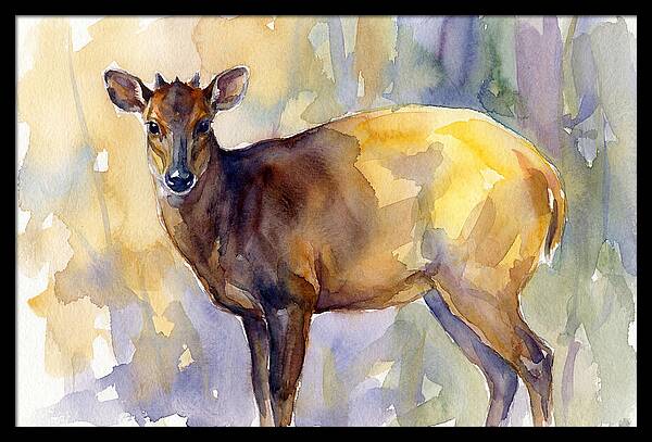 Yellow Backed Duiker Watercolor