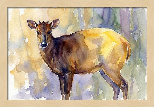 Yellow Backed Duiker Watercolor