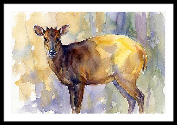 Yellow Backed Duiker Watercolor