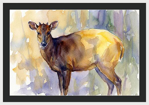Yellow Backed Duiker Watercolor