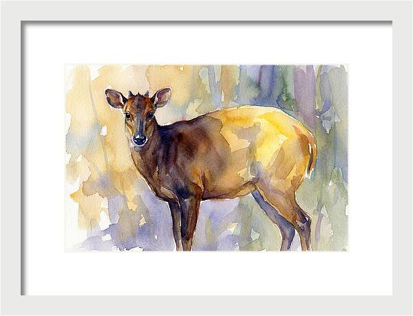 Yellow Backed Duiker Watercolor