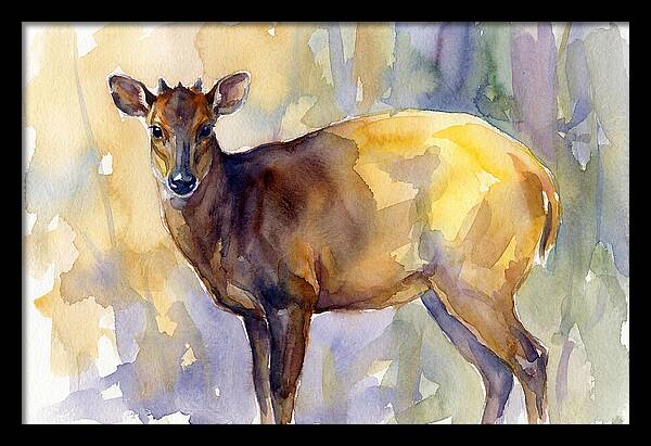 Yellow Backed Duiker Watercolor