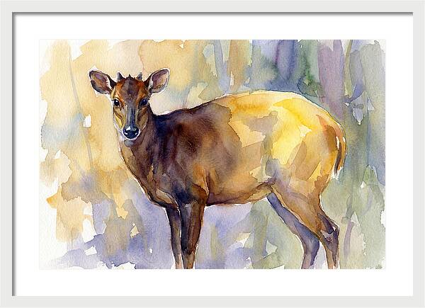 Yellow Backed Duiker Watercolor