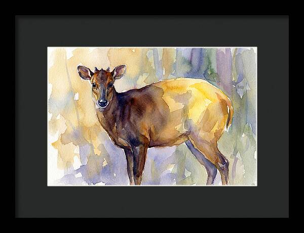 Yellow Backed Duiker Watercolor