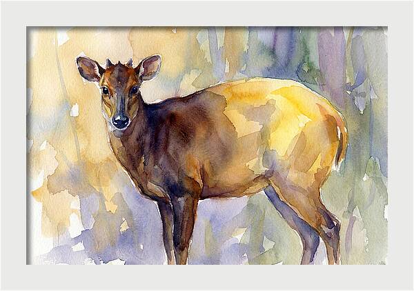 Yellow Backed Duiker Watercolor