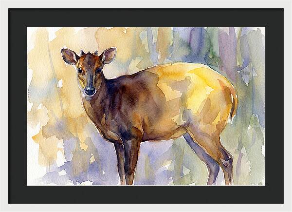 Yellow Backed Duiker Watercolor