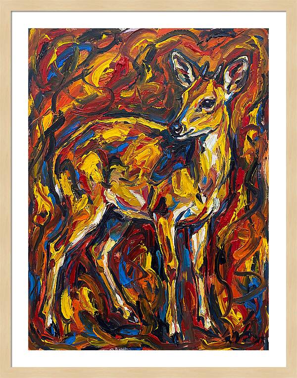 Yellow Banded Duiker In Vibrant Hues