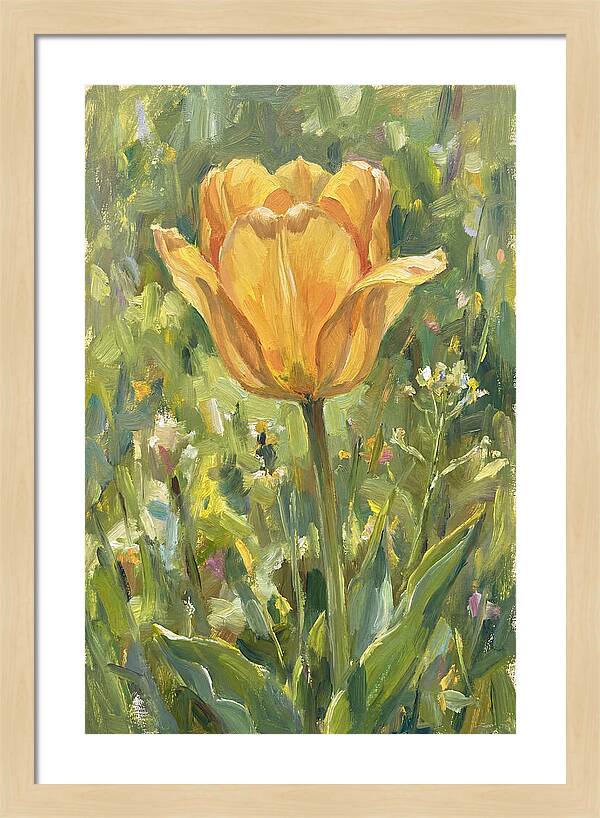 Yellow Tulip In Bloom